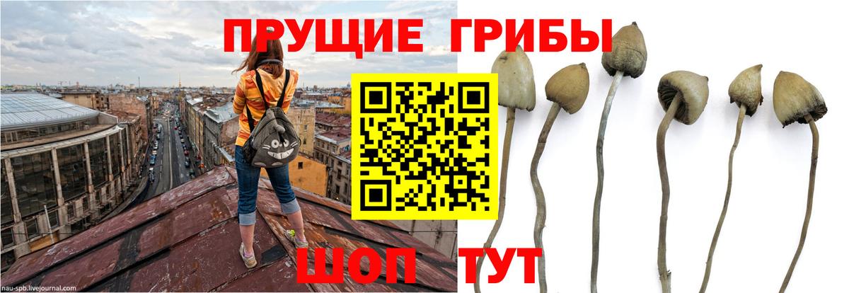 Артёмовский  Галлюциногенные грибы GOLDEN TEACHER  где купить   Вход с VPN 